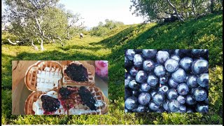 70° N  Summer in Arctic Norway  Blueberries  070824 [upl. by Haberman]