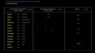 Amino Acid Oxidation Pathways Part 2 of 10  Glucogenic vs Ketogenic Amino Acids [upl. by Aryan469]