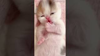 Newborn Kitten Dreams Hard To Become Big [upl. by Menedez]