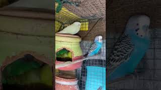 Tinkur vut birds shorts shortvideo subscribe trendingshorts banglacartoon pakhi vairalvideo [upl. by Nnylak]