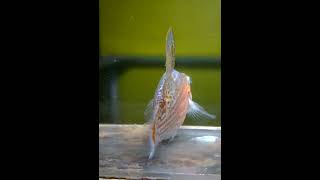 Sailfin Ballon Molly mollyfish sailfinmolly ikanmolly ballonmolly fish fishkeeping fishtank [upl. by Alysoun]