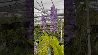 Check out this Rhynchostylis coelestis ‘blue’ with 4 flower spikes What a great vanda orchid [upl. by Gus29]