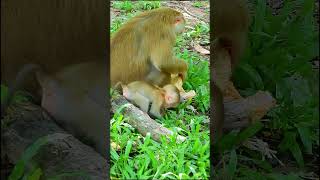 161 Cute baby Luno and mom Luna feels wells  cut  Monkey Animals  Funny papakrisna [upl. by Nellek]