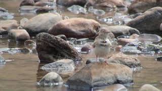 Alouette calandrelle Calandrella brachydactyla rubiginosa Greater Shorttoed Lark [upl. by Spear]