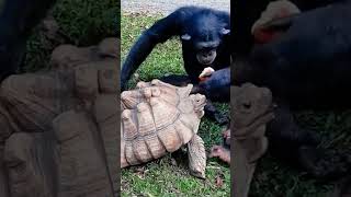 Tortoise FUNNIEST Moments Caught on Camera [upl. by Funda]