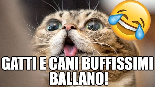 30 cani e gatti che ballano e cantano Vedere per credere [upl. by Emoryt177]