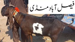 Faisalabad Bakra Mandi  New Update  FM Animals  0300669828428•2•2024 [upl. by Algy]