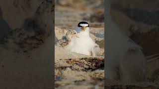 Tern Chicks Enthusiastic Greeting shorts [upl. by Siugram]