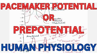 Pacemaker potential PREPOTENTIAL Autorhythmicity of Pacemaker tissue [upl. by Pat]