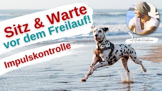 Anfängerübung zur Impulskontrolle  Geduld vor dem Loslassen trainieren🐶🐾 [upl. by Navonod]