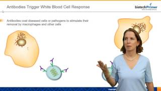 Monoclonal Antibody Structure and Function [upl. by Humbert710]