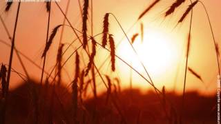 Kojący śpiew ptaków  odgłosy ptaków  Relax Birdsong [upl. by Radke]