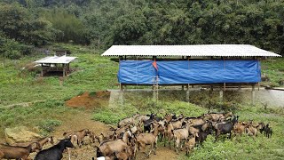 Building A New Barn For The Goats  Making Goat Barn By Wooden  Goat House of Hmong Farm [upl. by Arikahs]