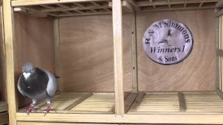 National Euro R amp M Simmons amp Sons Winners1 racing pigeons [upl. by Erdrich878]