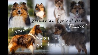 Amazing dog tricks by Fiasco 1 year ❤️ [upl. by Carr]