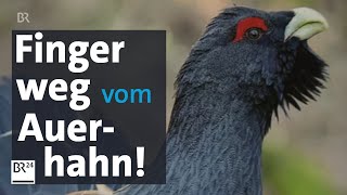 Tierschutz Finger weg von den Federn des Auerhahns  BR24 [upl. by Myles]