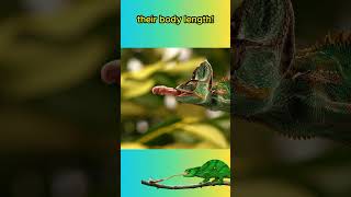 Chameleon Tongues Are FASTER Than A RACE CAR🦎🦎👅animals animalfacts shorts [upl. by Spearman]