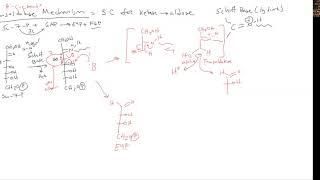 CHEM 407  Pentose Phosphate Pathway  5  Transaldolase Mechanism [upl. by Lorraine327]