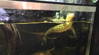 Varanus Melinus Quince Monitor having a swim with a Chinemys Reevesi [upl. by Suriaj]