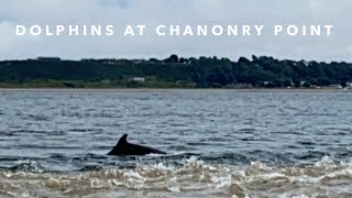 Dolphins at Chanonry Point  Inverness [upl. by Novyaj]