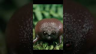 The Black Rain Frog also known as the Brevicipitidae [upl. by Aldrich855]