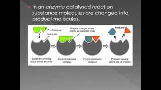 B3 Enzymes [upl. by Oigimer]