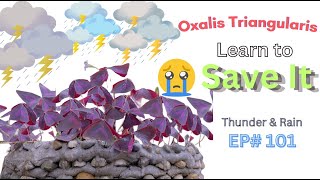 Expert Gardener Shares Top Tips to Save Oxalis Triangularis from Rain ep101 [upl. by Salli959]