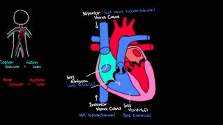 Kalp ve Kan Dolaşımı Sağlık ve Tıp Dolaşım Sistemi Fizyolojisi [upl. by Hbaruas477]