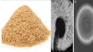 Production and Characterization of Xylanase from Aspergillus niger using Wheat Bran Corn Cobs [upl. by Juta]