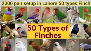 50 Types of finches Finch bird varieties 50 Types of finches with names Part1 My first video [upl. by Isus]