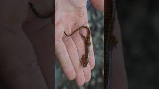 Salamander Has a LONG Tail [upl. by Nelsen]