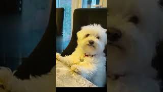 DOG SABE CANTAR 😱🐕🤣🤣🤩🤣🤣comedy shortsvideo funny [upl. by Annoda]