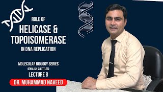 Helicase and Topoisomerase  DNA Replication  English Subtitles  Lecture 8  Dr Muhammad Naveed [upl. by Aicil]