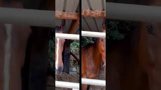 The FUNNIEST Horse Dance Ever Caught on Camera [upl. by Arhas]