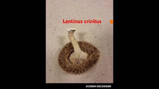 Lentinus crinitus [upl. by Lamori]