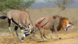 Top 10 Antelope That Can Knock Down LIONS  Lion vs Gemsbok Kudu Wildebeest Antelope Hartebeest [upl. by Hazlett398]