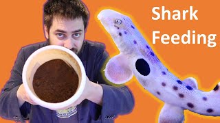 🦐 Saltwater Aquarium Shark Feeding How to Prepare Food for Epaulette and Bamboo Sharks [upl. by Hamann]