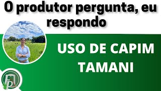 USO DE CAPIM TAMANI o produtor pergunta eu respondo [upl. by Berck]