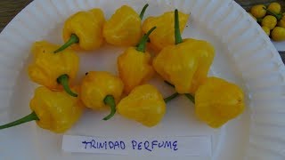 ⟹ Trinidad Perfume Pepper Capsicum chinense PLANT SEED REVIEW pepper [upl. by Salisbury]