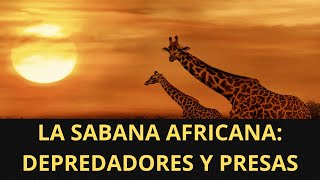 El Ciclo de la Vida en la Sabana Africana Depredadores y Presas [upl. by Rivard]