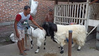 Long Hair Goat crosses etawa goat in village farm  Goat Farm in village [upl. by Atiniv65]