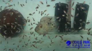 How to Breed Texas Cichlid Fish successfully Part 1 HD Quality [upl. by Suirtemid981]