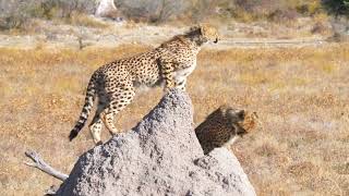 Kambaku Safari Lodge Namibia [upl. by Thera]