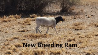 New Dorper Sheep Ram for our Commercial flock [upl. by Anetta633]