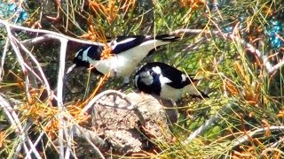 Magpielark pair on their mud nest [upl. by Emor]