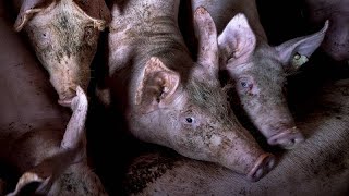 Gegen BioPflicht und für günstiges Fleisch Schweizer Massentierhaltungsinitiative abgelehnt [upl. by Arata]