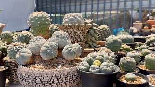 Giới thiệu các dòng xương rồng lophophora có sẵn ở vườn mình lophophorawilliamsii lophophora [upl. by Uthrop]