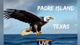 Padre Island Texas live [upl. by Kcub762]