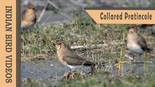 The Collared Pratincole Glareola pratincola [upl. by Enrico]