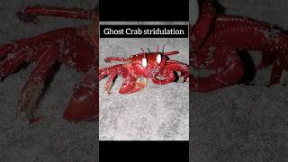 Ghost Crab StridulationSound producing mechanism [upl. by Diarmid798]